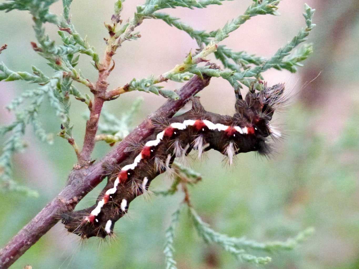 Bruco su Tamarix